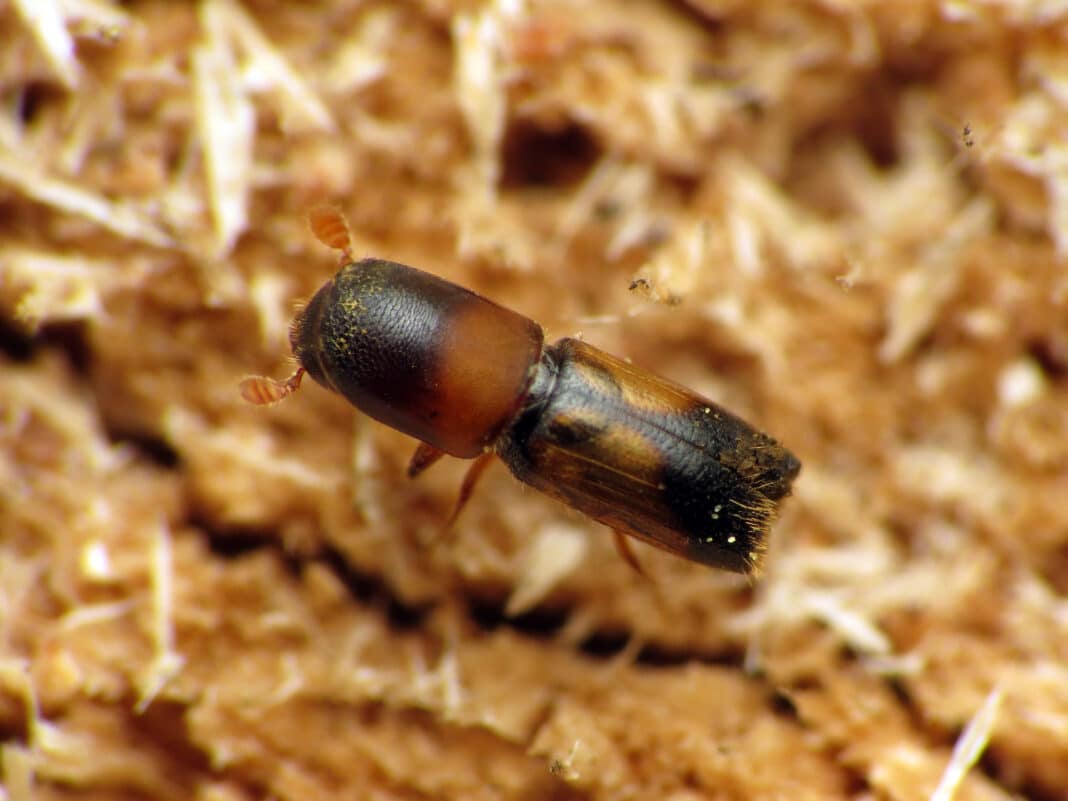 The bark beetle could cause significant damage to trees if it became established in either Ireland or Northern Ireland. (Photo Credit: Katja Schulz from Washington, D. C., USA)