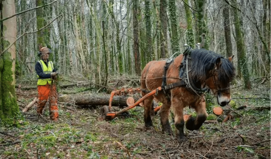 Known as 'horse logging' it is an ancient and sustainable forest management technique. (Photo Credit: Daniel Dayment from SWNS)