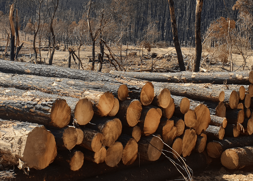 The latest remaining salvaged timber has now been removed from NSW forest estate with foresters now turning to extensive planting. (Photo Credit: Forestry Corporation of NSW Supplied)