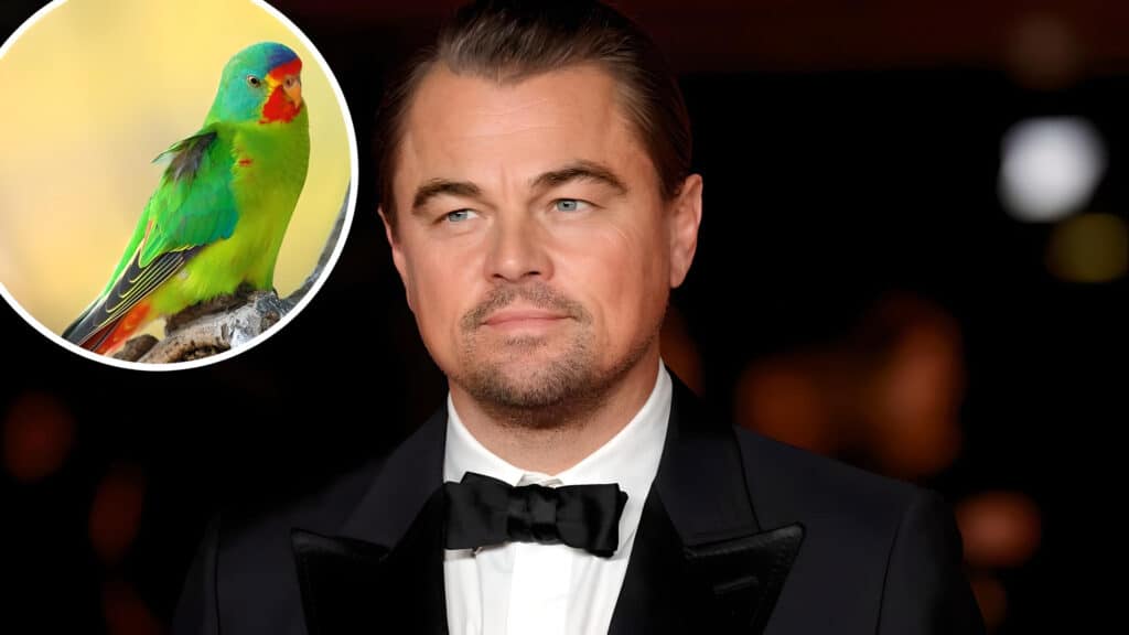 Forest harvesting in coups close to Swift Parrot nesting areas is now in the sights of Leonardo DiCaprio and his 62 million followers (Photo Credit: The Mercury)