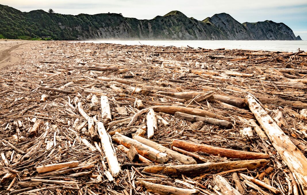 Non-compliance with resource management consents exposed after enormous amount of forestry slash is washed up after heavy rain and flooding onto beaches and into farmland around the East Coast of New Zealand`s North Island, especially in the Tolaga Bay district. (Photo Credit: Dreamstime)