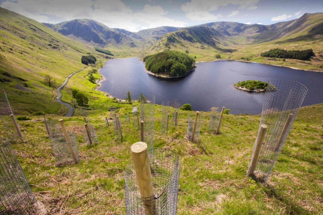 Last year, Wood Central reported that the UK’s Net Zero commitment was at risk after missing key tree planting targets. (Photo Credit: Ashley Cooper from Alamy Wood Central)