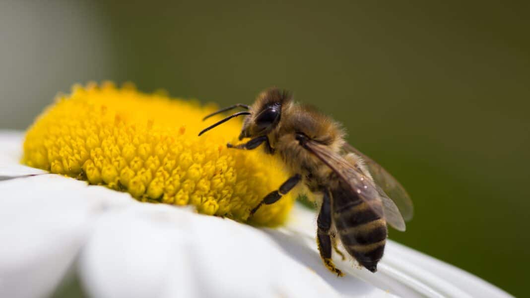 When European colonists settled in Australia it wasn’t long before they missed the comforts and familiarities of home. What followed was the introduction of many plants and animals brought over on ships. The European honeybee (Apis mellifera) was one of them. Unlike other introduced species that have had a devastating impact on Australia’s natural environment, such as cane toads, rabbits and red fire ants, the honeybee is celebrated. To mark the bicentenary of Australia’s honeybee industry, the Australian Royal Mint released a special edition $2 coin “commemorating both the remarkable creatures and their conscientious beekeepers”. (Photo Credit: Ivan Kebe photography via Shutterstock Images)