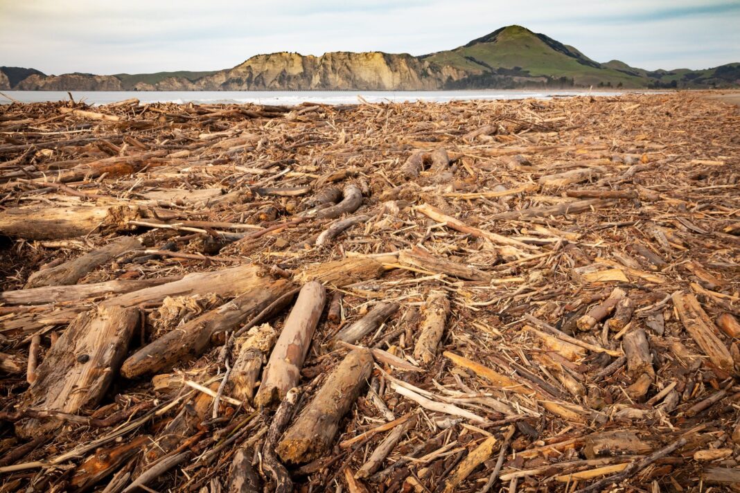 Wood Central understands that management of forestry slash, described as “an environmental crisis in the making” is at the centre of the crackdown. (Photo Credit: Photo 119660786 | Forestry Slash © Fizzbob | Dreamstime.com)