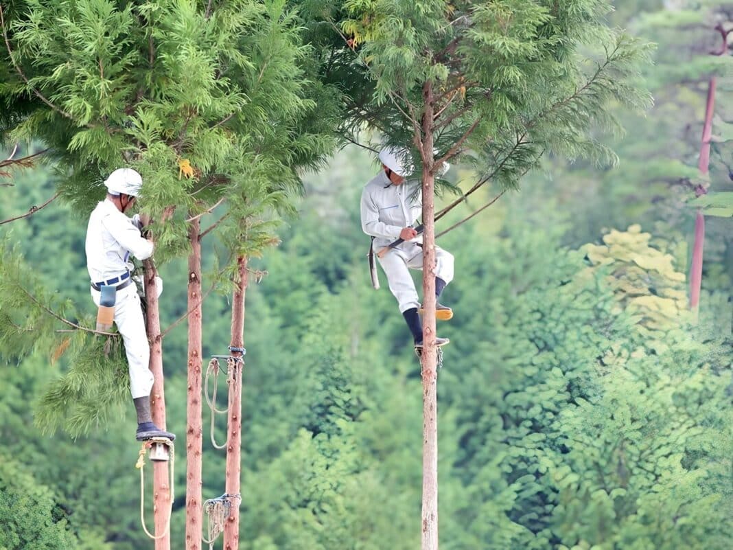 Branch trimming in Japanese plantation of Kitayama sugi, or Japanese red cedar (Cryptomeria japonica). (Photo credit: Japanese Forest Agency)