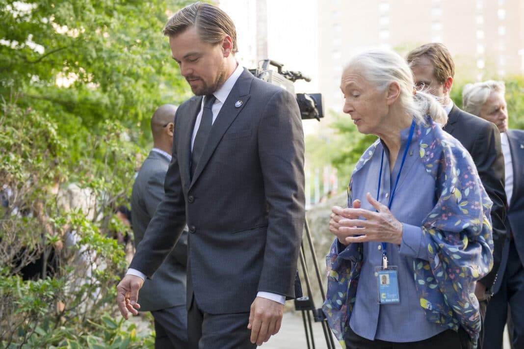 UN Messengers of Peace Leonardo DiCaprio and Jane Goodall at the annual Peace Bell Ceremony held at UN headquarters in observance of the International Day of Peace (Photo Credit: UN Photo/Rick Bajornas under CC BY-NC-ND 2.0 DEED)