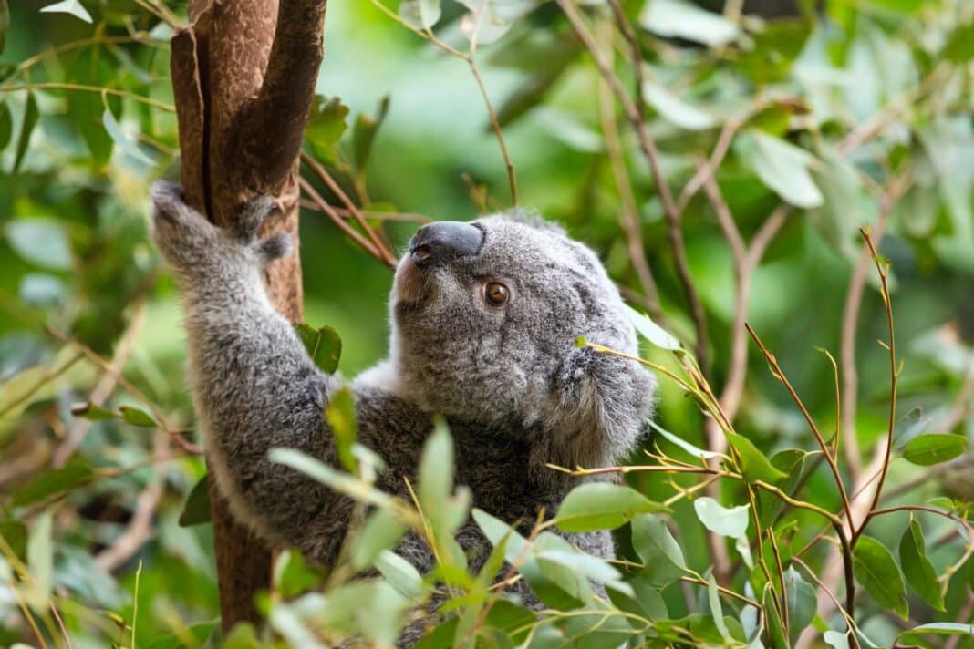 NSW-based researchers have confirmed that timber harvesting had no impact on Koala populations. (Photo Credit: Image Courtesy of Adobe Stock Images)