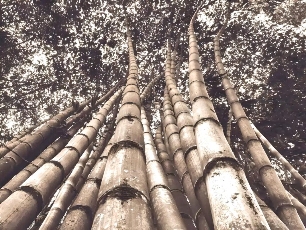 Bamboo is the world's fastest growing plant, with Chinese scientists now leading the charge to use engineered bamboo in the next generation of building products.