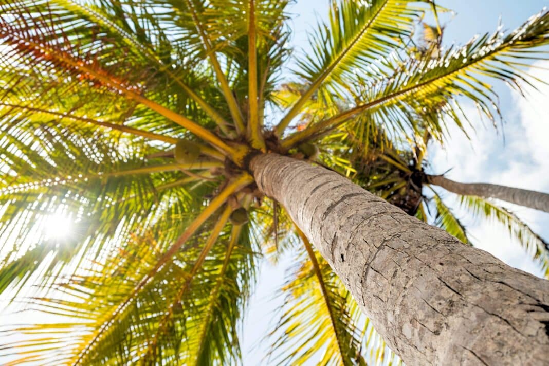 Win / Win - The Australian Government is now funding research that will help Fiji develop a new mass timber product for mature or senile coconuts at risk of rhinoceros beetle infestation. (Photo Credit: hanohikirf / Alamy Stock Photo)