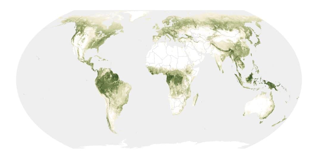 A new map, courtesy of NASA's GEDI programme, can map the earth's forests in 3D. This technology is now being used in Florida to inform policymakers on damage in forests. (Photo Credit: NASA Earth Observatory under Creative Commons)