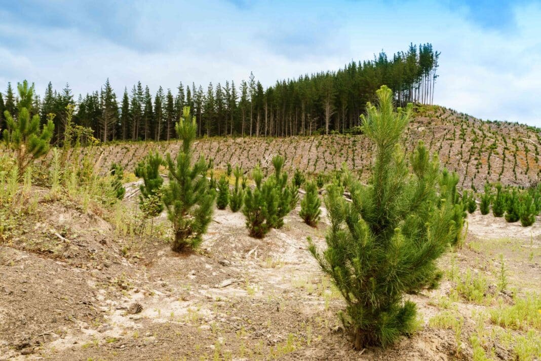 The OECD reports that in 2022, more than 60,000 hectares of new forests were planted for carbon abatement with the cost of tree planting half the cost (per tonne) of carbon reduction. (Photo Credit: Stock Photo ID: 2342839255 via Shutterstock Images)