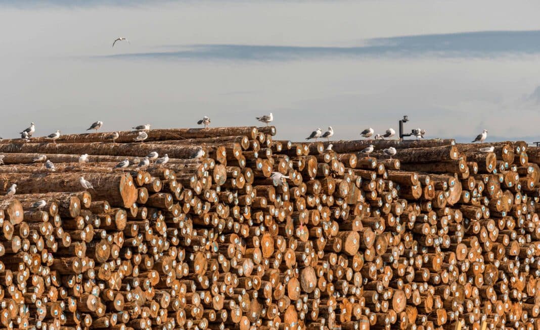 China and the United States - two of the world's largest forest markets have been subject to ongoing trade wars. Here, logs pile up at Astoria in Oregon, the United States in 2019. (Photo Credit: Design Pics Inc / Alamy Stock Photo)