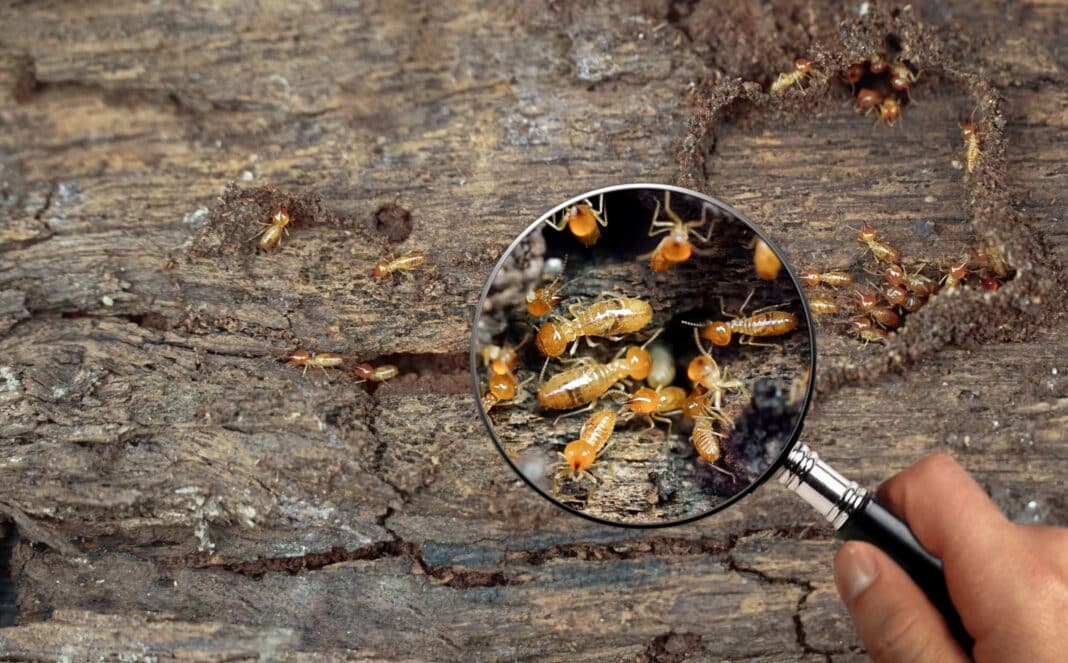 Has Kop-Coat cracked the code on termite protection? According to Scott Porter Kop-Coat Wood Protection Products on evolved termite species shows “near complete protection” when dual-mode pesticide combinations are utilised in wood treatment formulations.  (Photo Credit: FILE #: 508989800 via Adobe Stock Images)