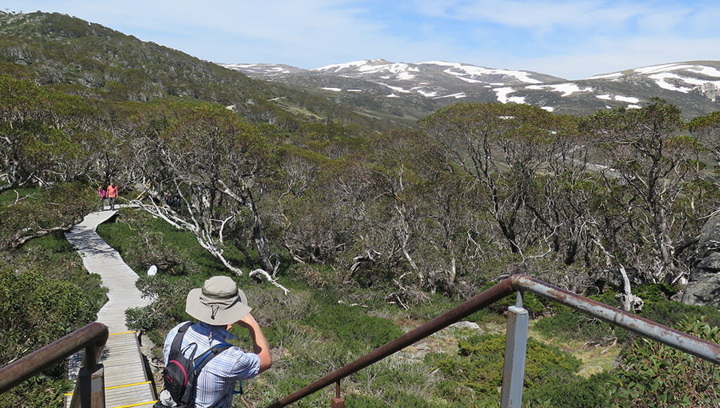 Snow Gums Boardwalk and Main Range views 02