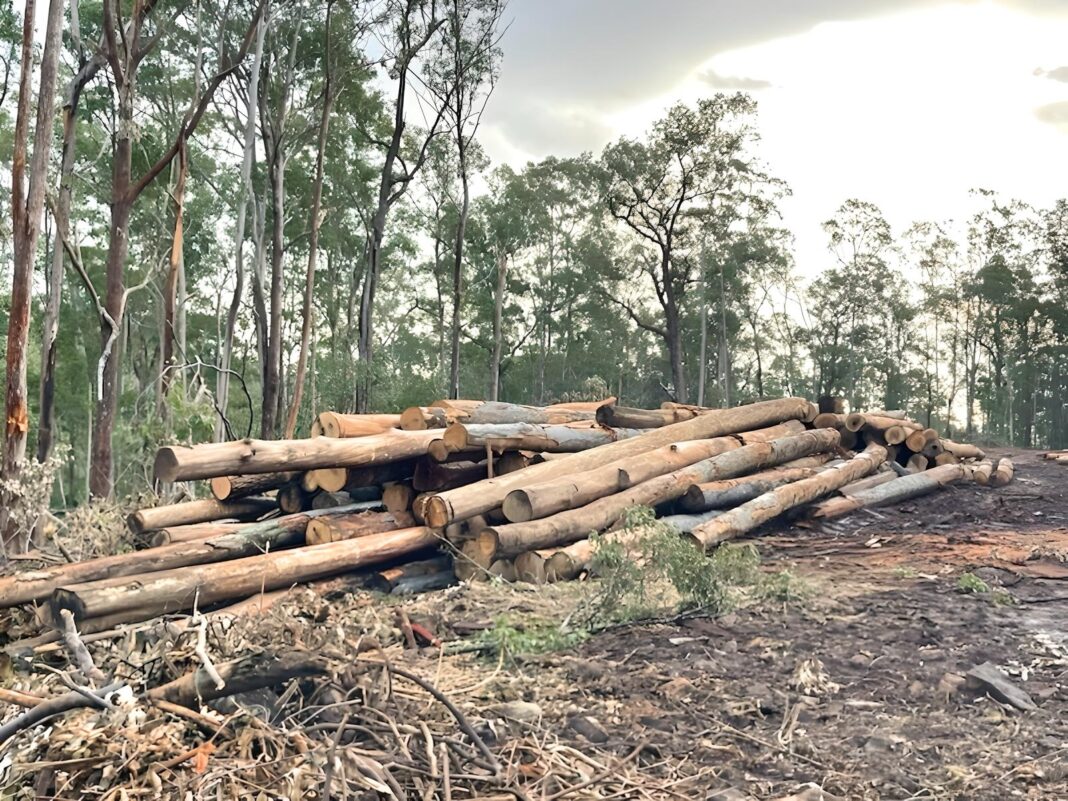 Wood Central spoke to several stakeholders who said that many precious and high-value logs have now been felled and placed into a log dump, with the massive waste due to disagreement between NSW government departments. (Photo Credit: Supplied)