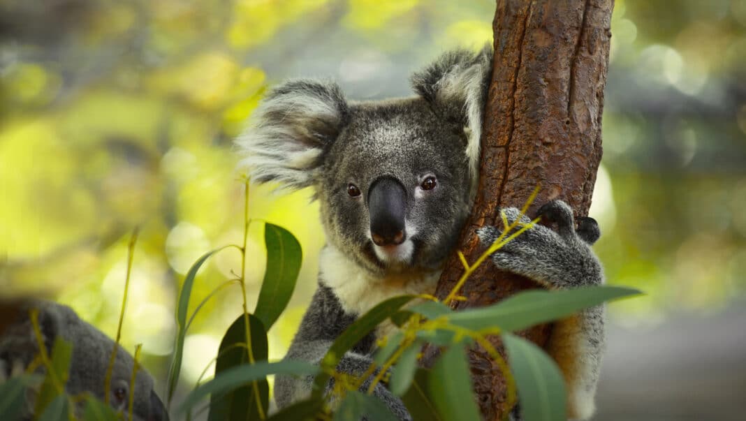 NSW-based researchers have confirmed that timber harvesting had no impact on Koala populations. (Photo Credit: 529085081 via I Stock Images)