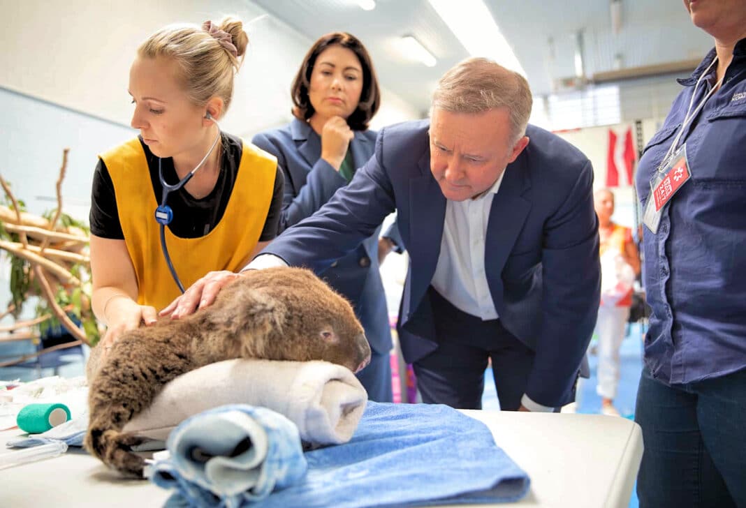 Australian then Opposition leader and current Prime Minister Anthony Albanese mending to burnt Koala during the 2020 Black Summer fires. According to the CSIRO, Koala populations are 10 x larger than past estimates. (Photo Credit: Anthony Albanese)