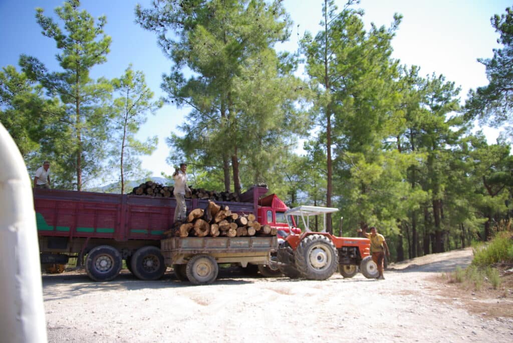 Pinus brutia forestry Taurus Mts