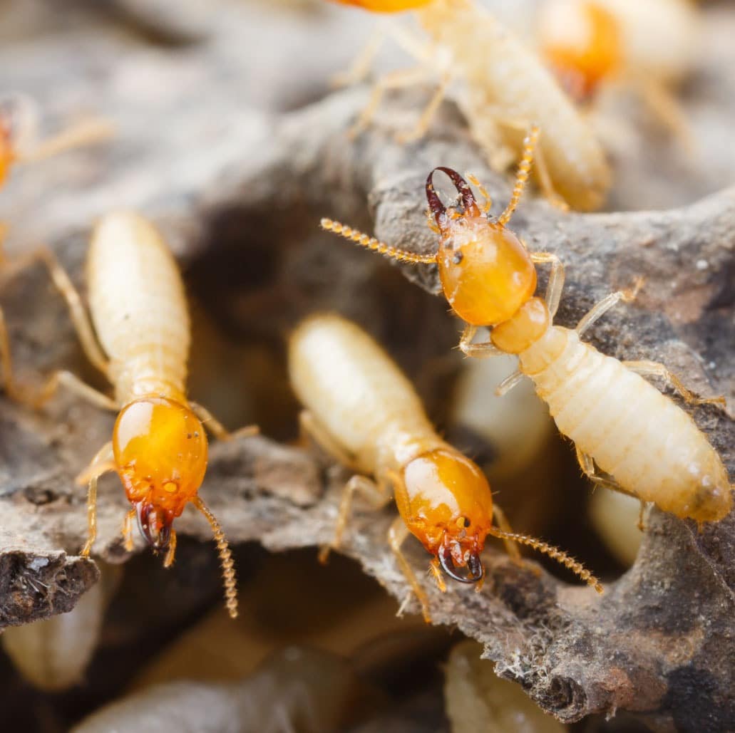 Termites will quickly infest any karri wood in contact with the ground.