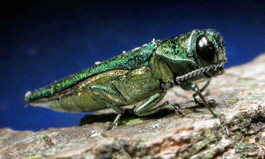 Attractive killer… the emerald tree, whose borers are destroying millions of trees in Canada and North America (Photo source: Oregon Public Broadcasting) 