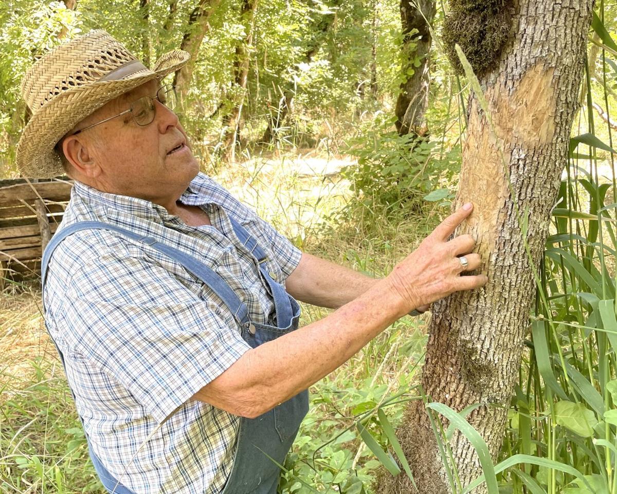 Oregon’s great insect baldness: 20 million ash trees have died and the number is growing!