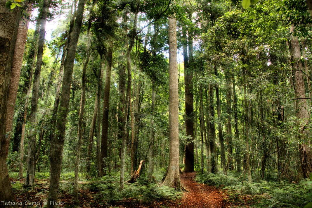 Image of an Australian Forest - shared under Creative Commons. (Photo Credit: Tatters ✾ via Flickr. Attribution-NonCommercial-NoDerivs 2.0 Generic)