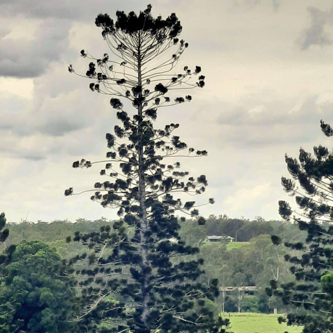 Hoop pine veteran specimen.