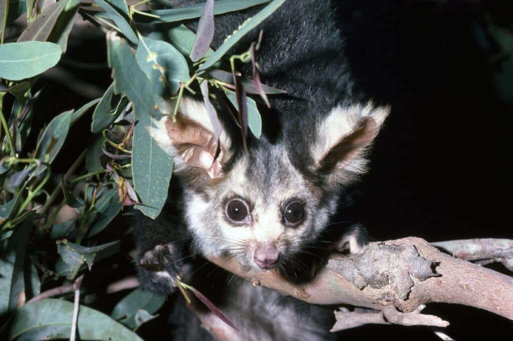 The Queensland government will establish a 54,000-hectare Greater Glider Forest Park - one of the most substantial commitments to biodiversity in the state's history. (Photo Credit: Supplied)