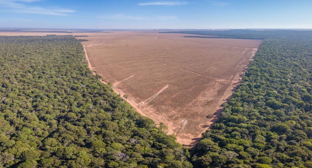 Neal's research uses satellite data to estimate the effectiveness of government protection on forested land across the globe over 2000–2022. (Photo Credit: Stock Photo ID: 2257001057)