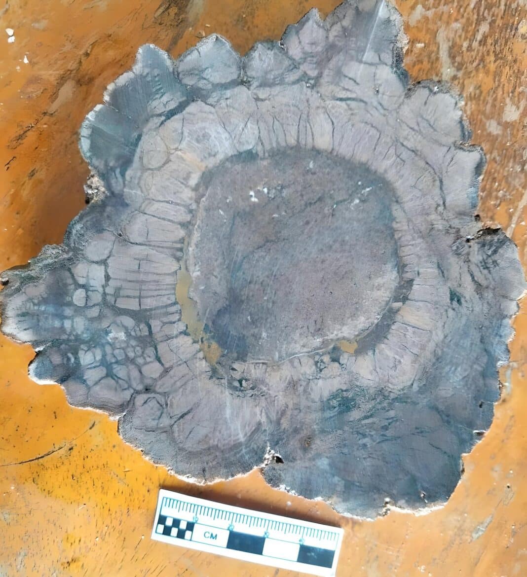 One of the pieces of fossilised timber which were discovered in Banteay Meanchey province last month. They are estimated to be between 252 and 299 million years old. - Environment ministry