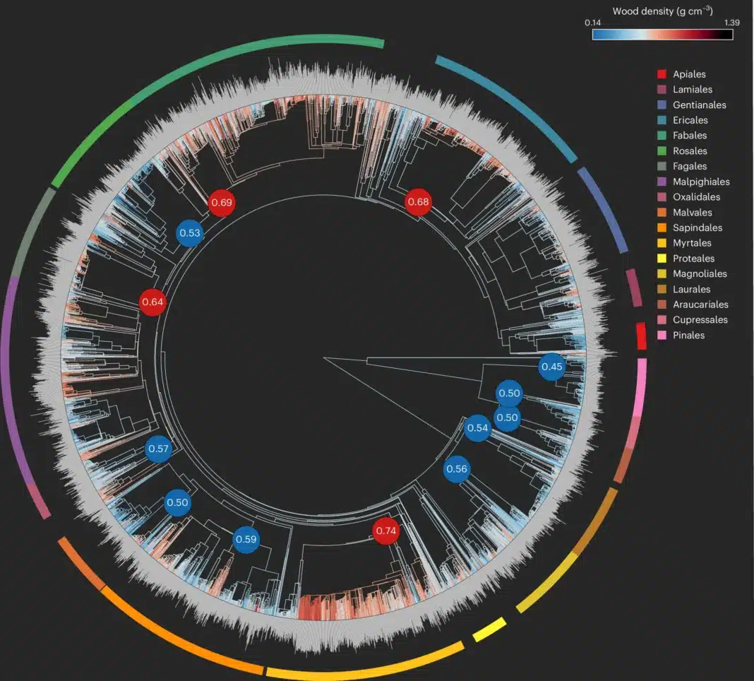 Global researchers have calculated the wood density for more than 10,700 different tree species. The colours of the branches and the grey bars at the tips represent the wood density of each species. To identify orders that have significantly different wood densities compared to all other tree species, they conducted a two-tailed significance test by comparing the order-level wood density with 999 randomized wood density values from the entire phylogenetic tree. (Photo Credit: Nature Ecology and Evolution)