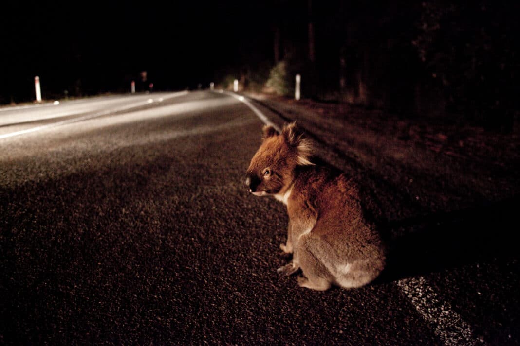 Behind habitat loss, domestic animals, fire, and disease, roadkill is one of the Koala's greatest dangers. However, that could soon change thanks to an innovation that promises to protect hundreds of thousands of vulnerable animals during breeding season. (Photo Credit: Bart Pro / Alamy Stock Photo)