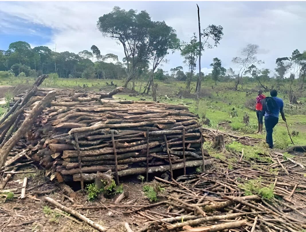 Freshly cut logs ready to be transported from Nyekweri to nearby villages for sale. (Photo Credit: Gabriella Santini, Author provided)