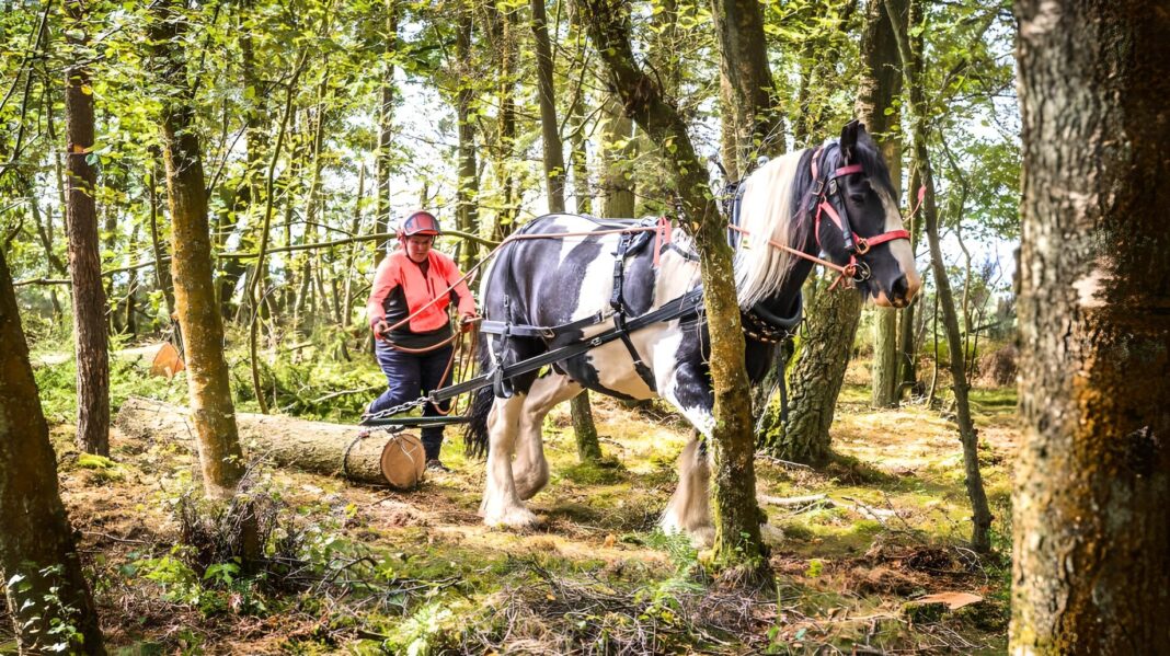 Known as 'horse logging' it is an ancient and sustainable forest management technique. (Photo Credit: Craig Stephen)