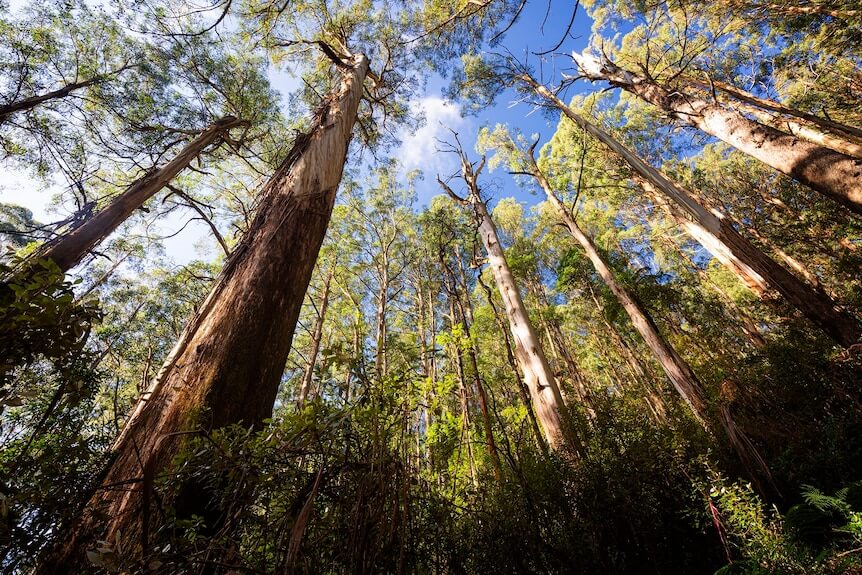 In January, the Jacinta Allan Victorian Government closed the native forest industry - leaving thousands of workers from timber communities without work.