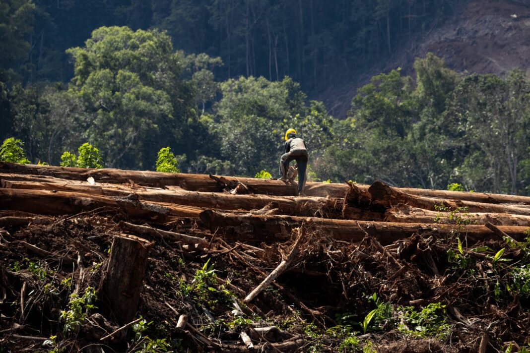 More than 10 million hectares of intact Indonesian tropical forestsis at risk, due to demand for wood chips and pellets for biomass plants, claims a new report. (Photo credit: Earth Insight)