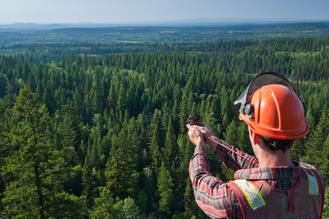 Fertilising 20,000 ha over three years is estimated to produce an additional 600,000 cub m of wood over the next 10 years. That extra wood will contribute to the timber harvest, thereby supporting sustainable jobs in British Columbia. (Photo Credit: Naturally Wood)