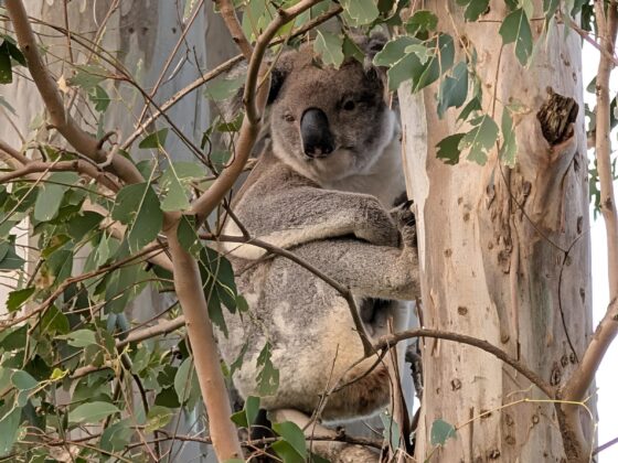 CSIRO Estimates of Koala Populations Have Doubled in 12 Months | Wood ...