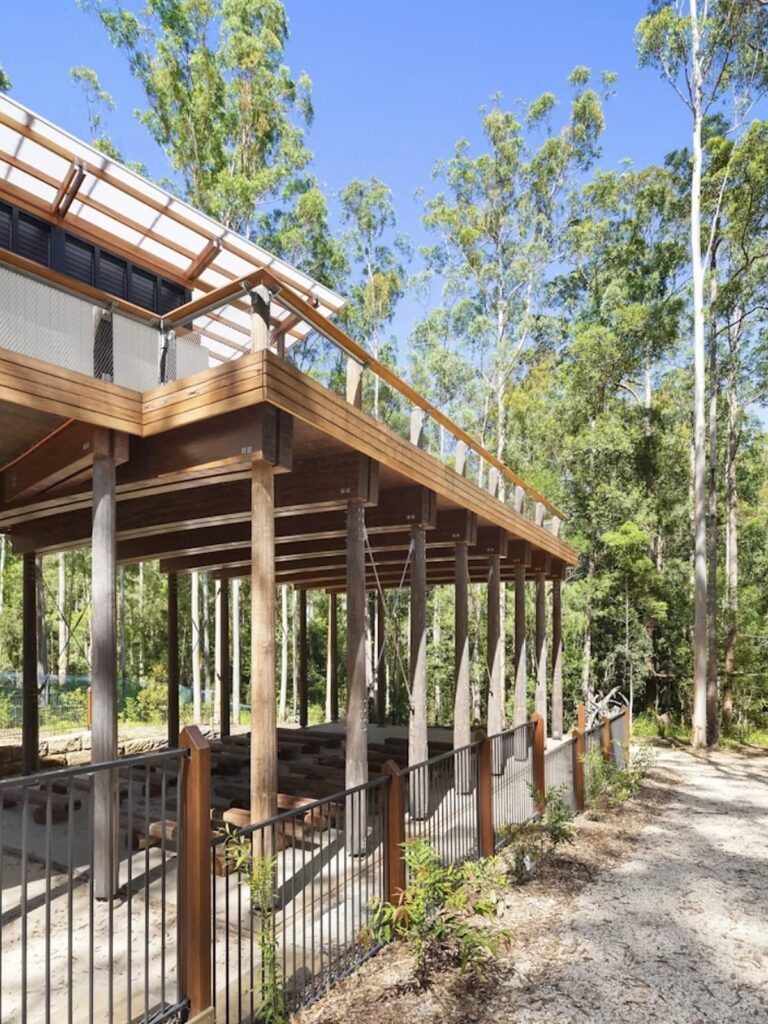 Elevated timber deck of the finished Guulabaa hub raised on hardwood poles among tall eucalypt trees.