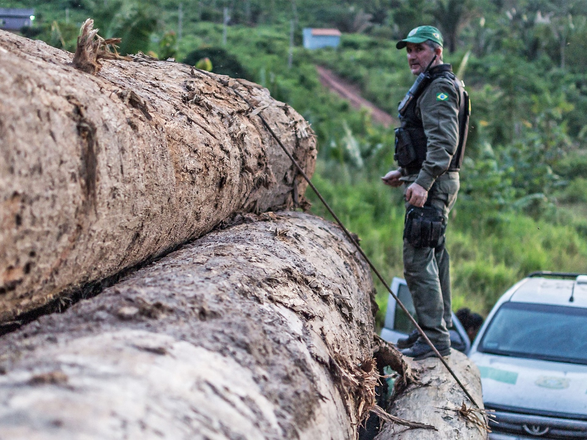 Seize Timber Illegal Timber Trade Drains Billions Through Hidden Owners | Wood Central
