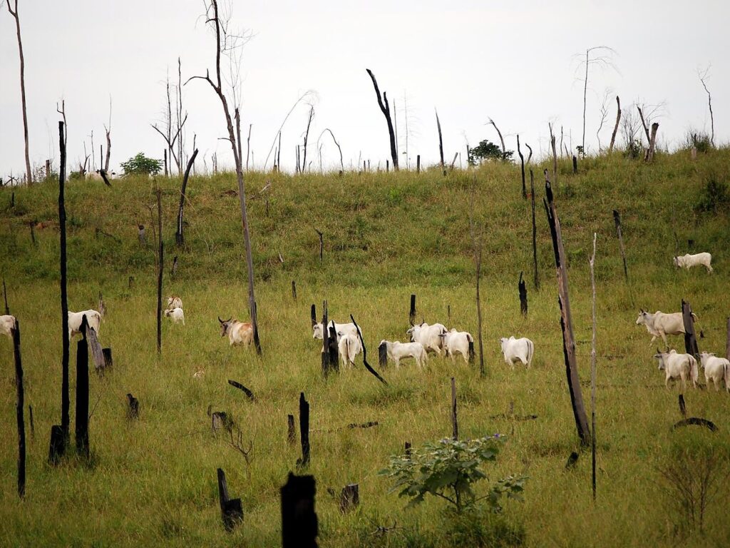 White Nelore cattle graze on green pasture studded with charred, leafless dead trees on cleared Amazon forest land in Brazil.