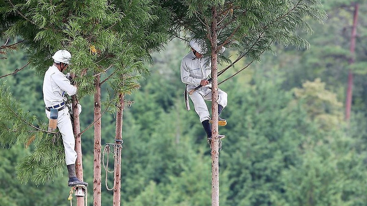 Japan's Cedar and Cypress Suppliers Make Their Pitch in Melbourne