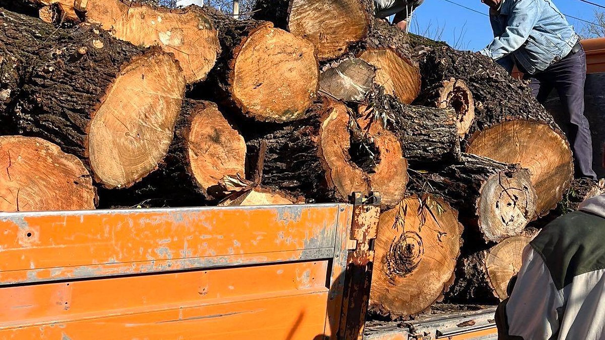 Moldova Wants Timber Sales Out of the Forest and Into Depots