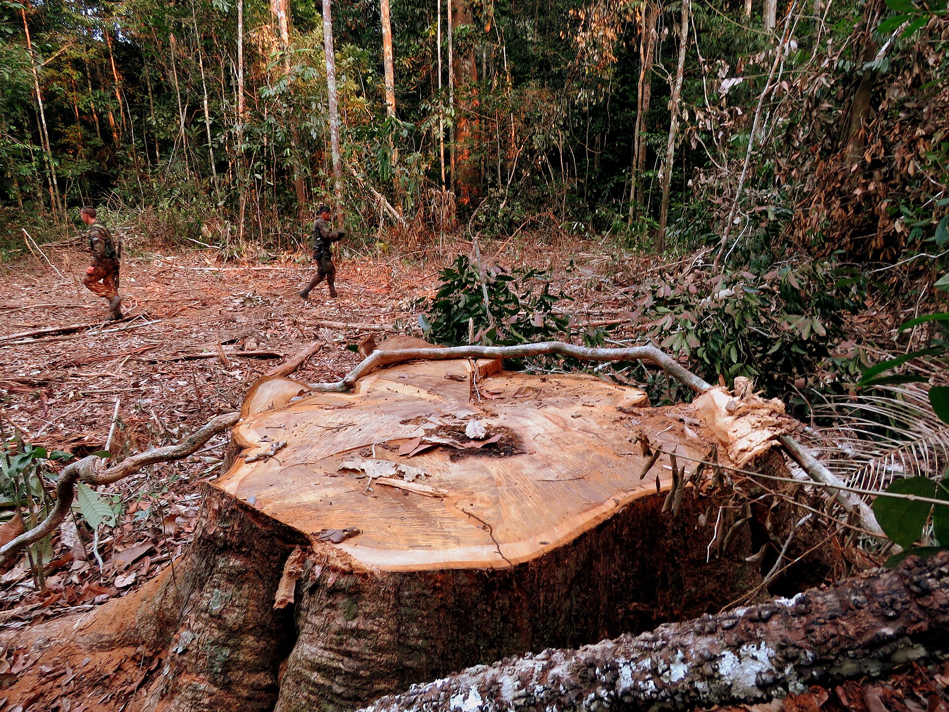 Amazon Deforestation 2026 Falls to Lowest Since 1988 | Wood Central