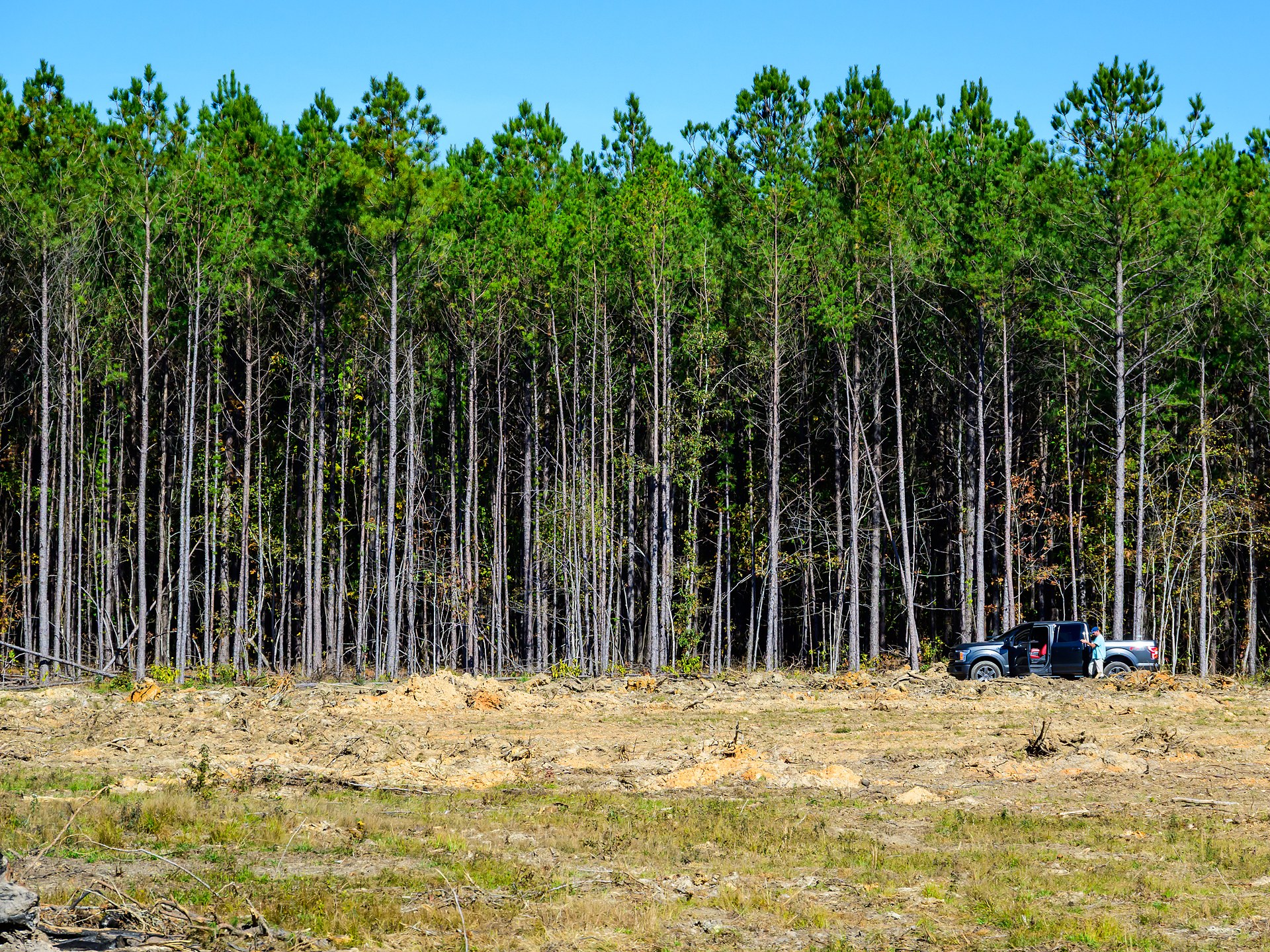 Data Centres on Forest Land Draw Big Tech Buyers | Wood Central