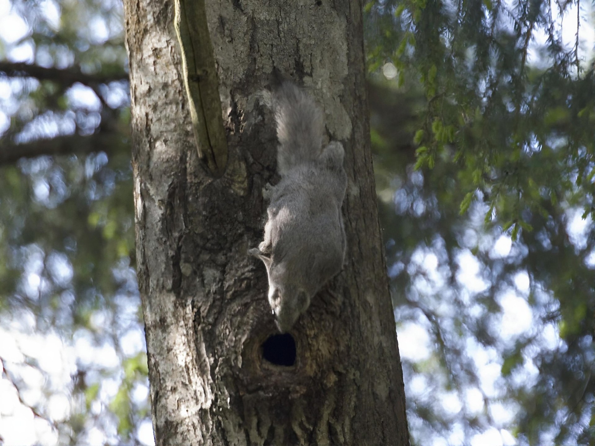 Google Flying Squirrel Forest Felling Map Kept Secret | Wood Central