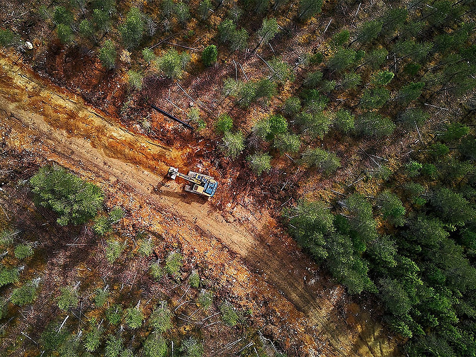 Google Flying Squirrel Forest Felling Map Kept Secret | Wood Central
