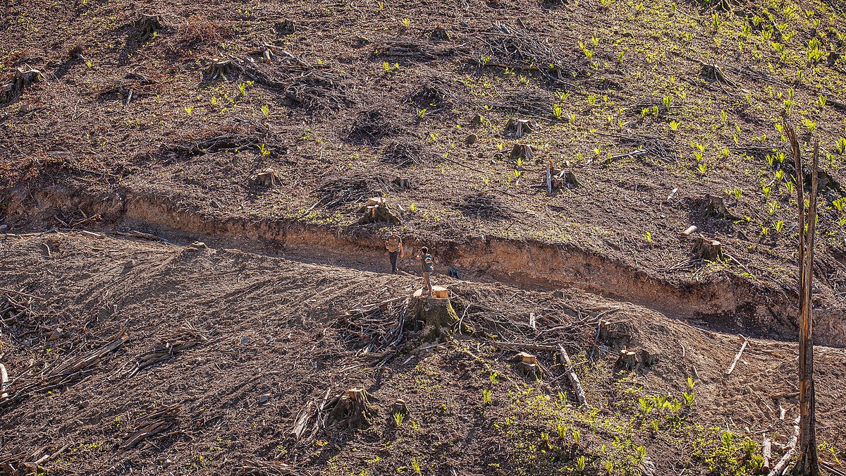 IKEA to Monitor Regrowth on the Romanian Stand Greenpeace Flagged