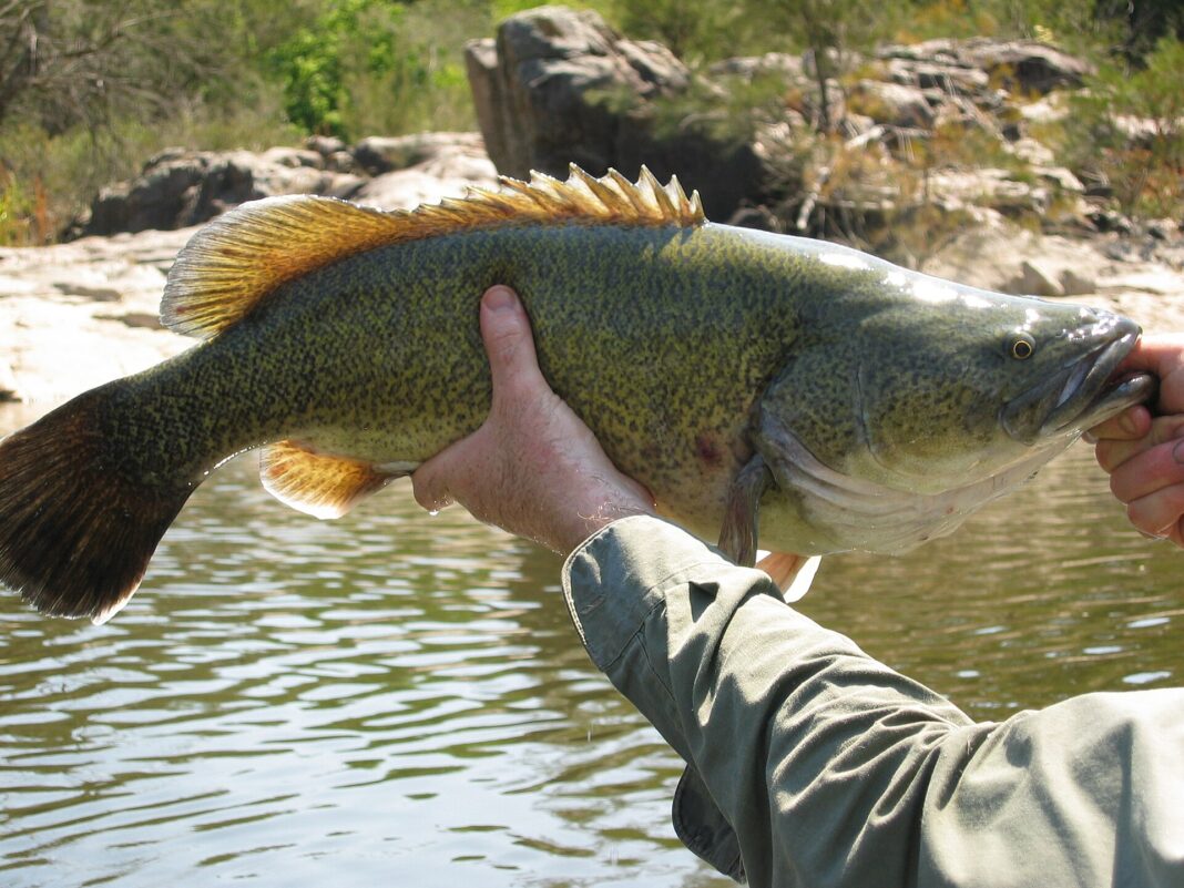 Murray River Snags Triple Murray Cod Numbers | Wood Central